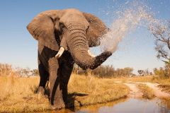 elefant-botswana-aeb994befeabb6ac31229afa399a181d