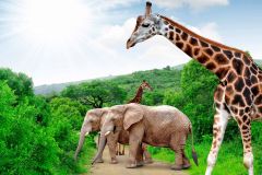 giraf-elefant-kruger-sydafrika-d60c6c1bfac39e44657f309448b1c696