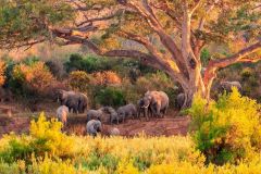 gruppe-af-elefanter-kruger-sydafrika-7c3dfcd0ca60ba184e027d832adcdfaf