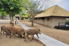 Warthog in Lodge